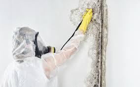 Professional Mold Prevention & Removal  in Wesley Chapel, FL